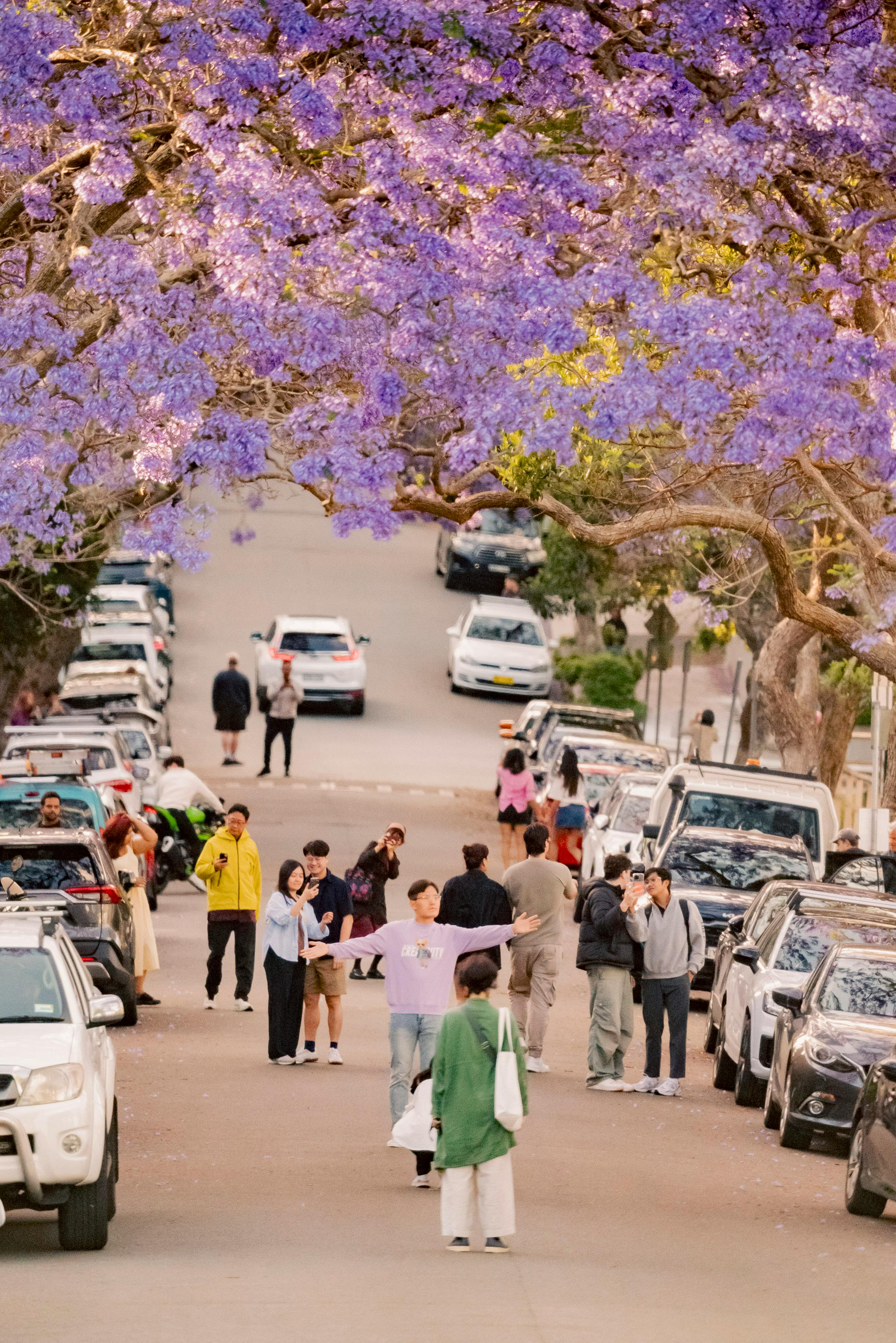 Under the Jacarandas