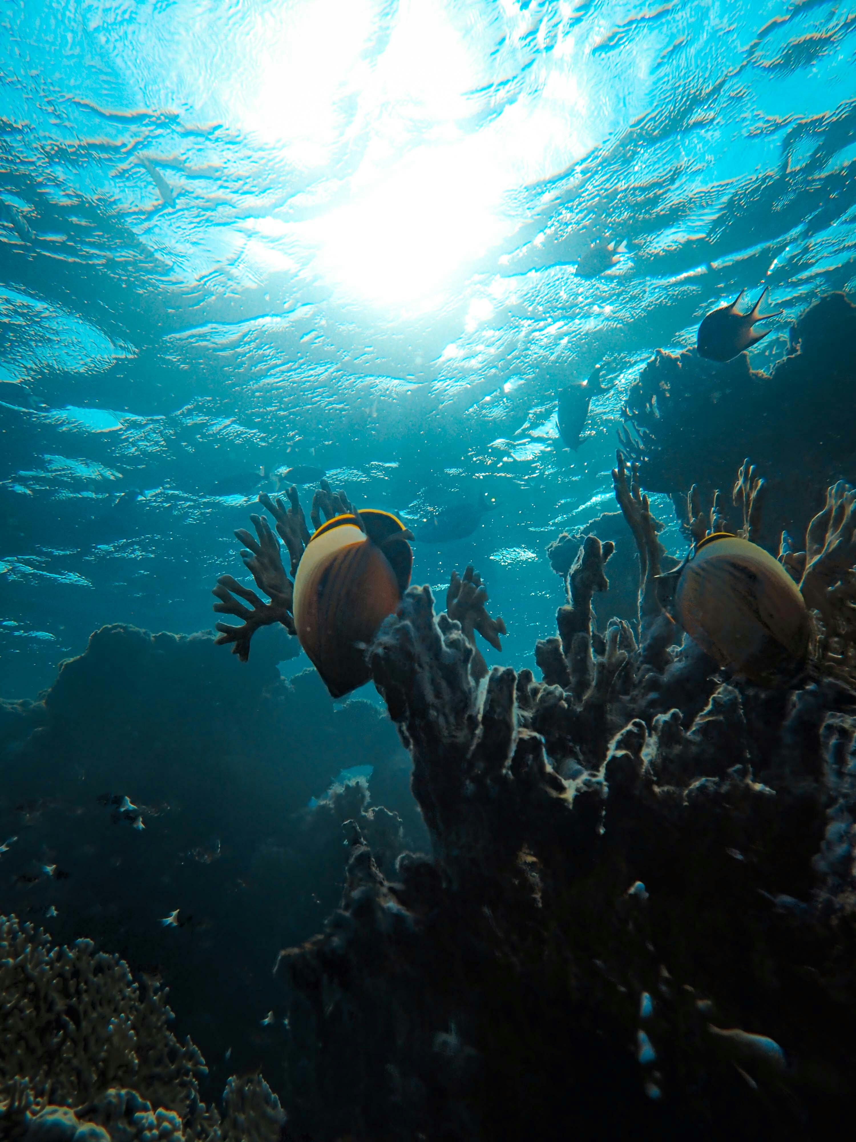 Reef Bound Outer Walls