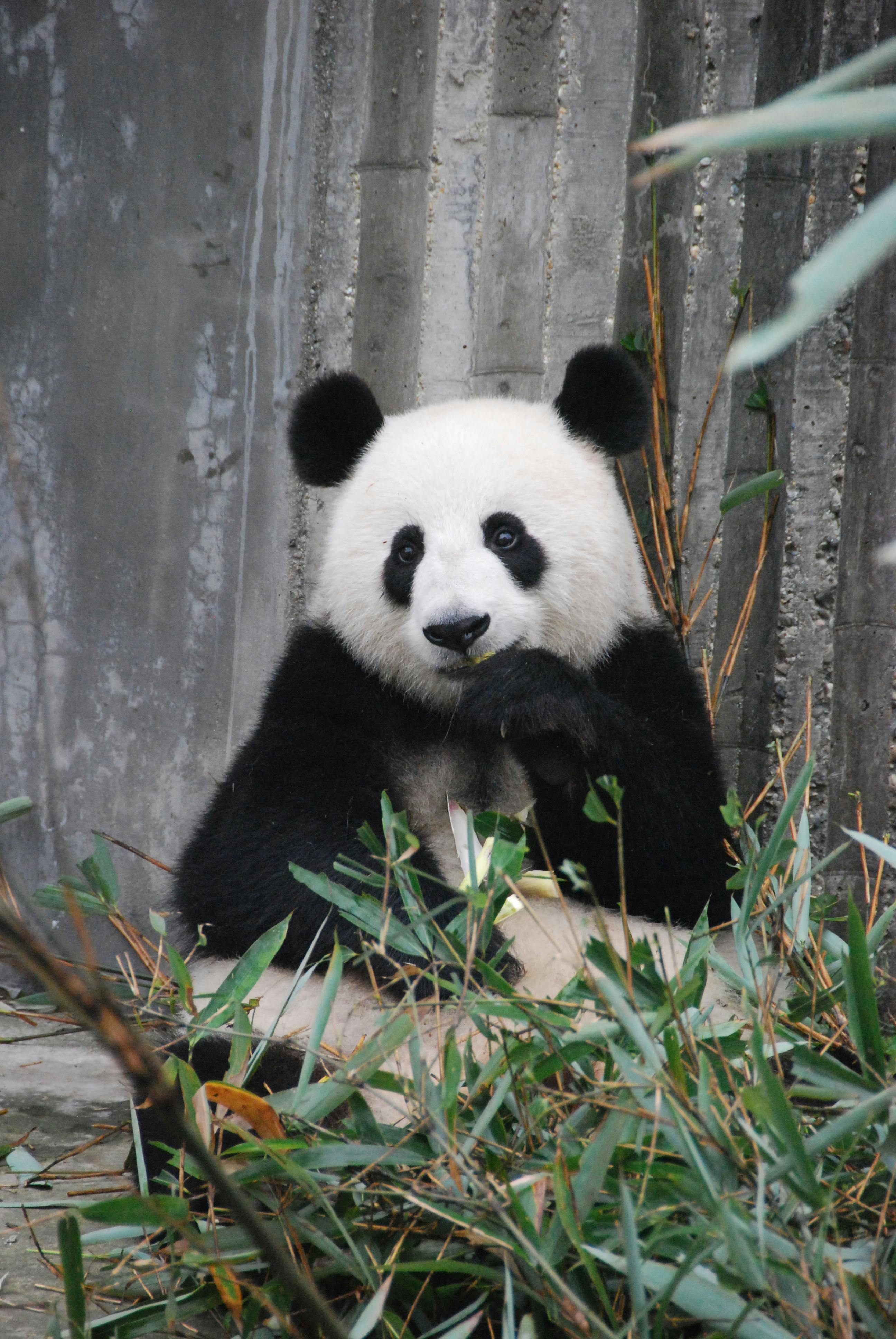 Panda Bamboo Munch