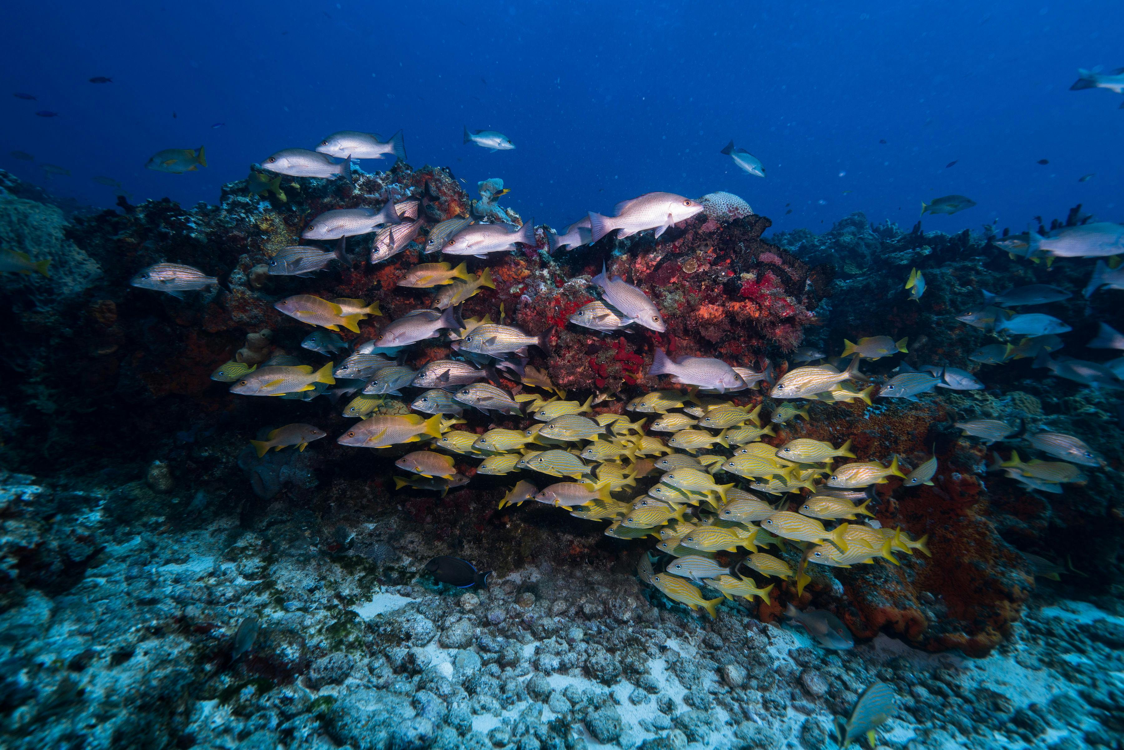 Underwater Colors in Cozumel