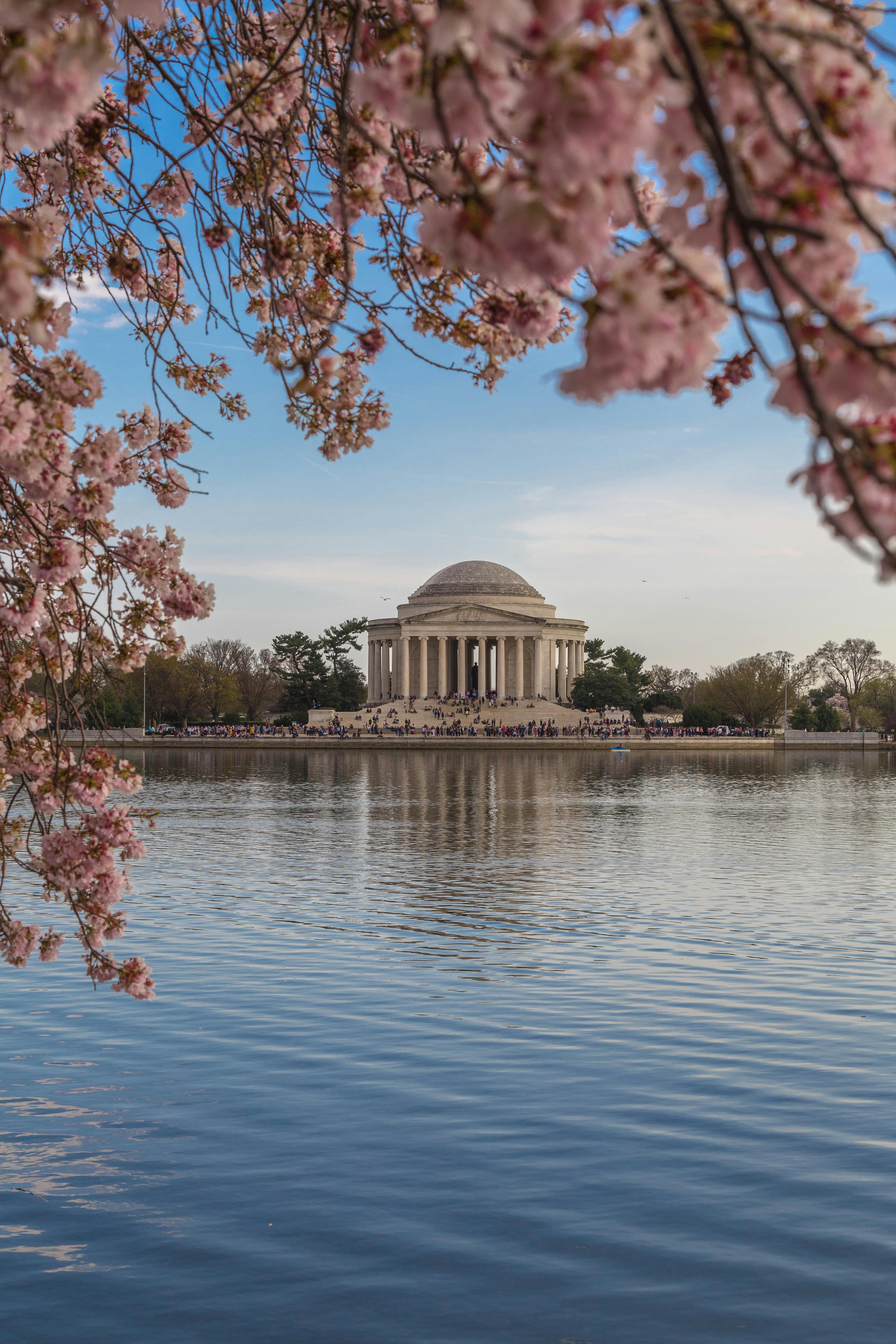 Cherry Blossoms by the Tidal Basin