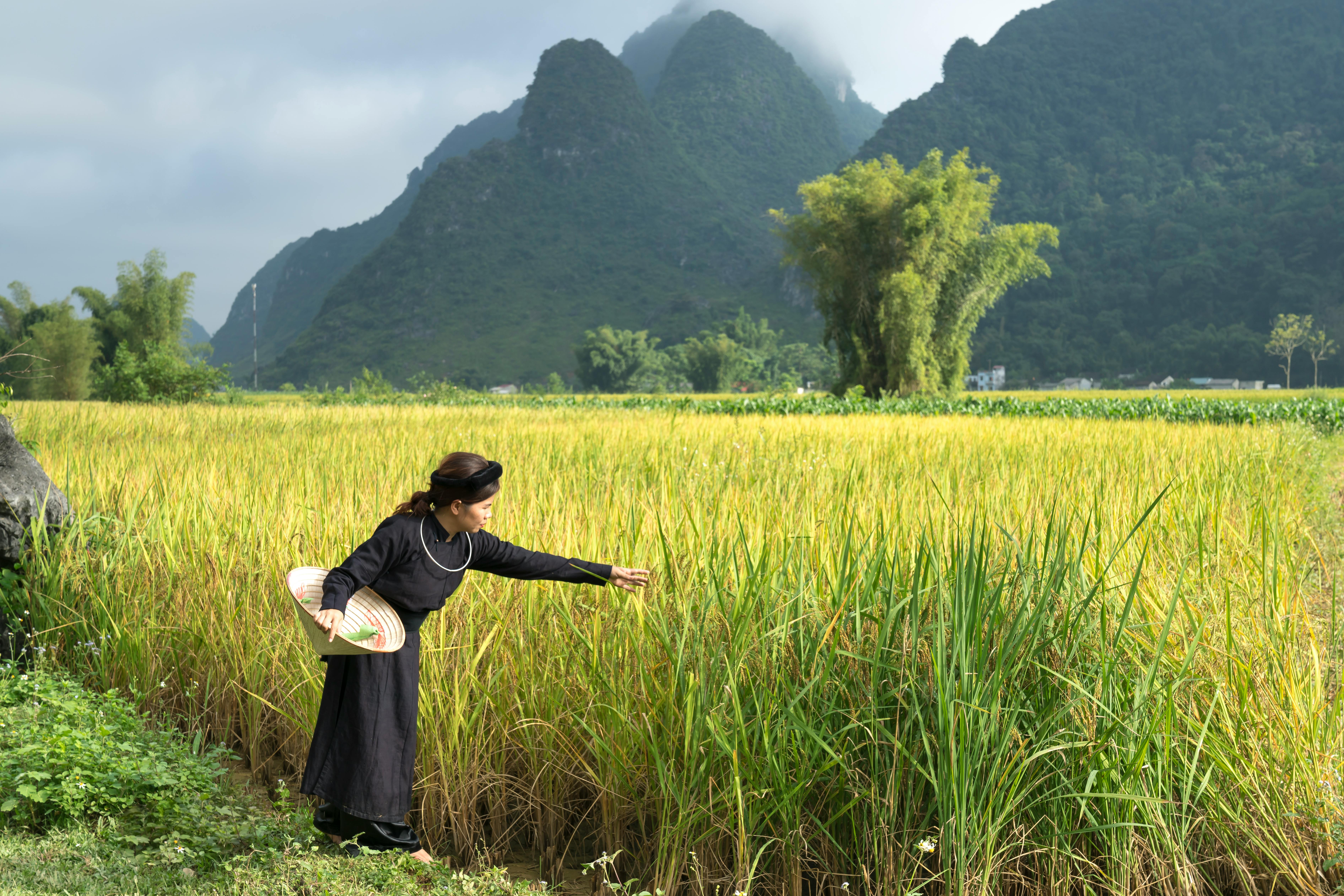 Bicycle Mornings in the Rice Fields