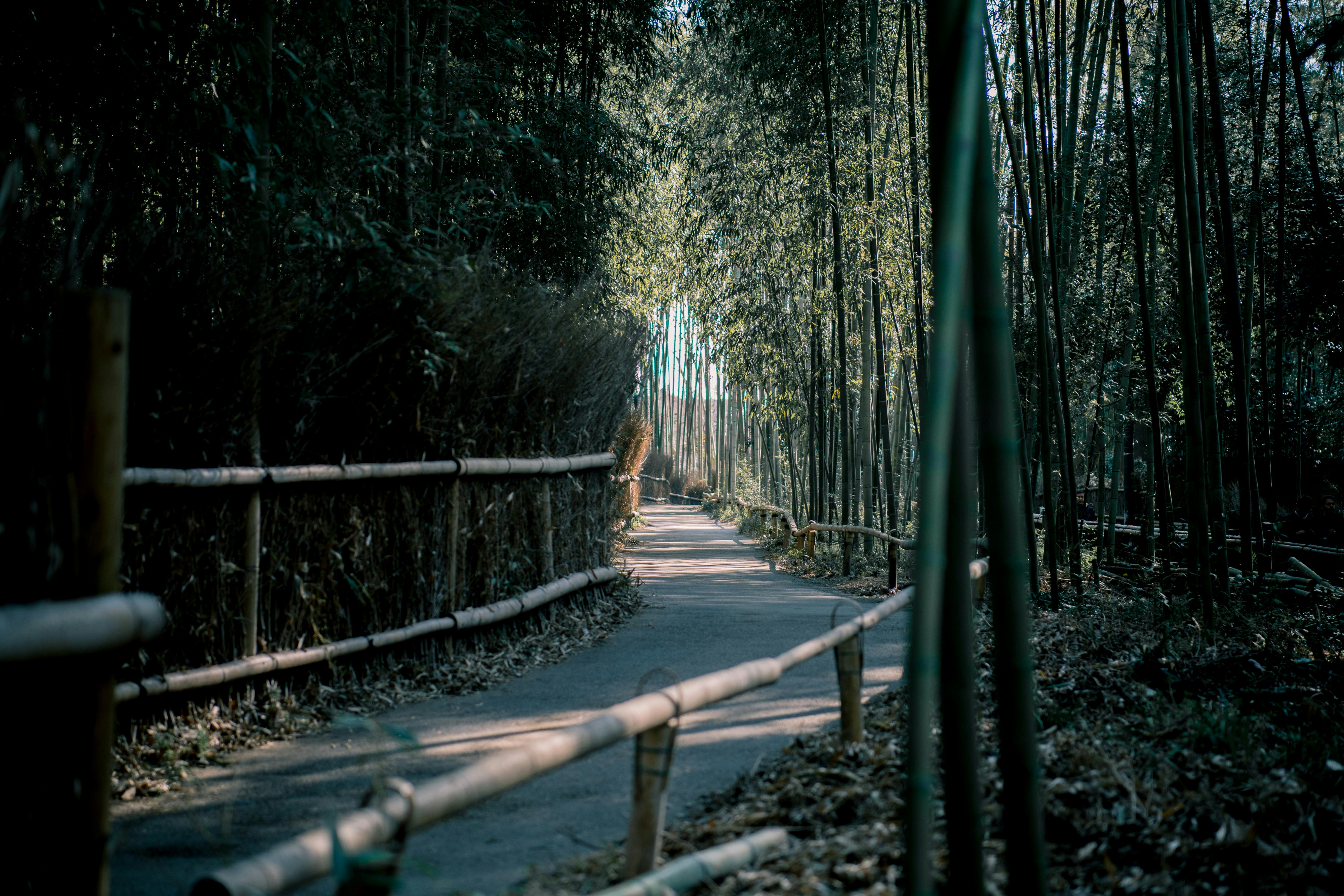 Arashiyama Bamboo Breeze