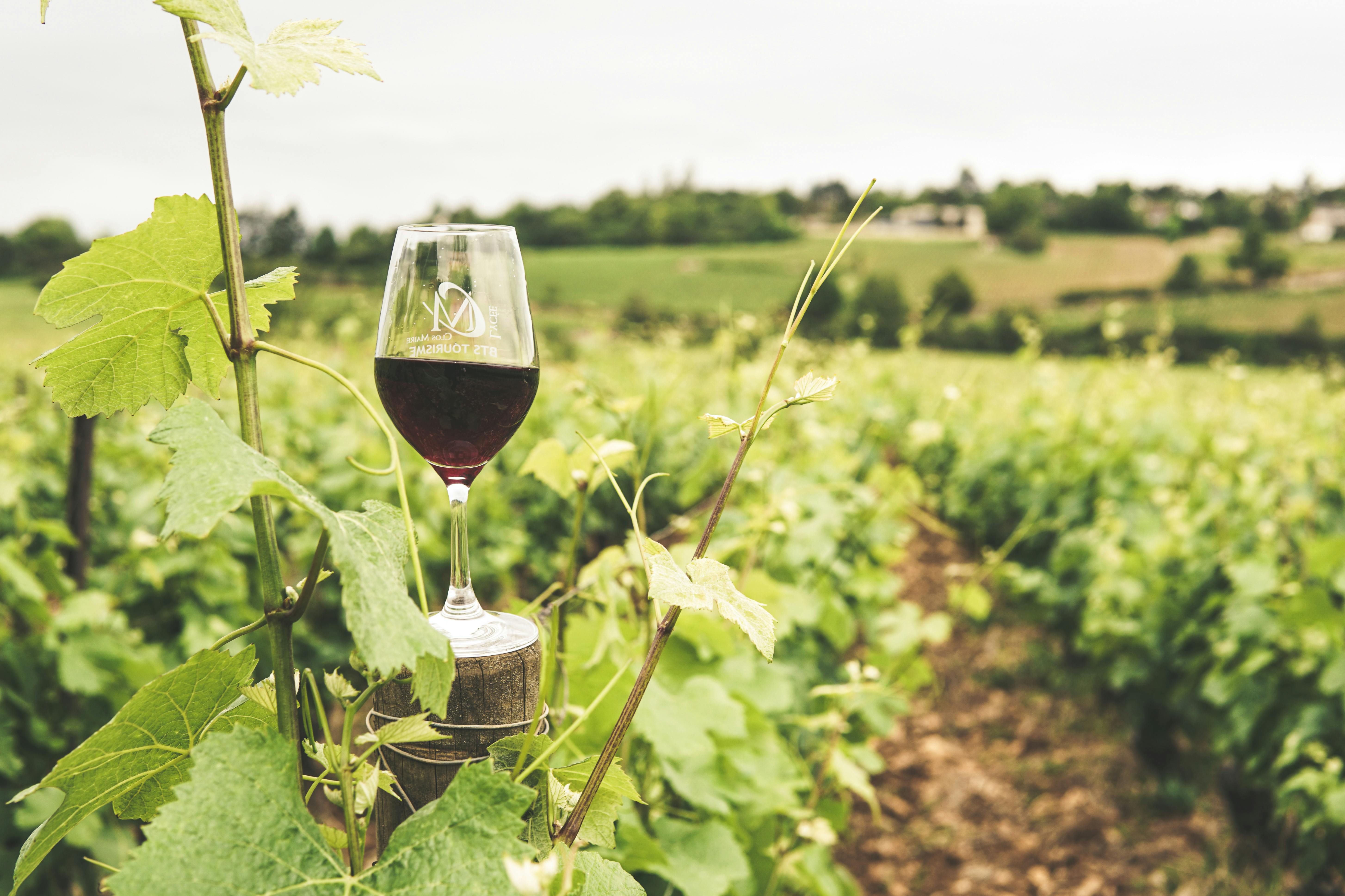 Lavender and Wine in the Interior