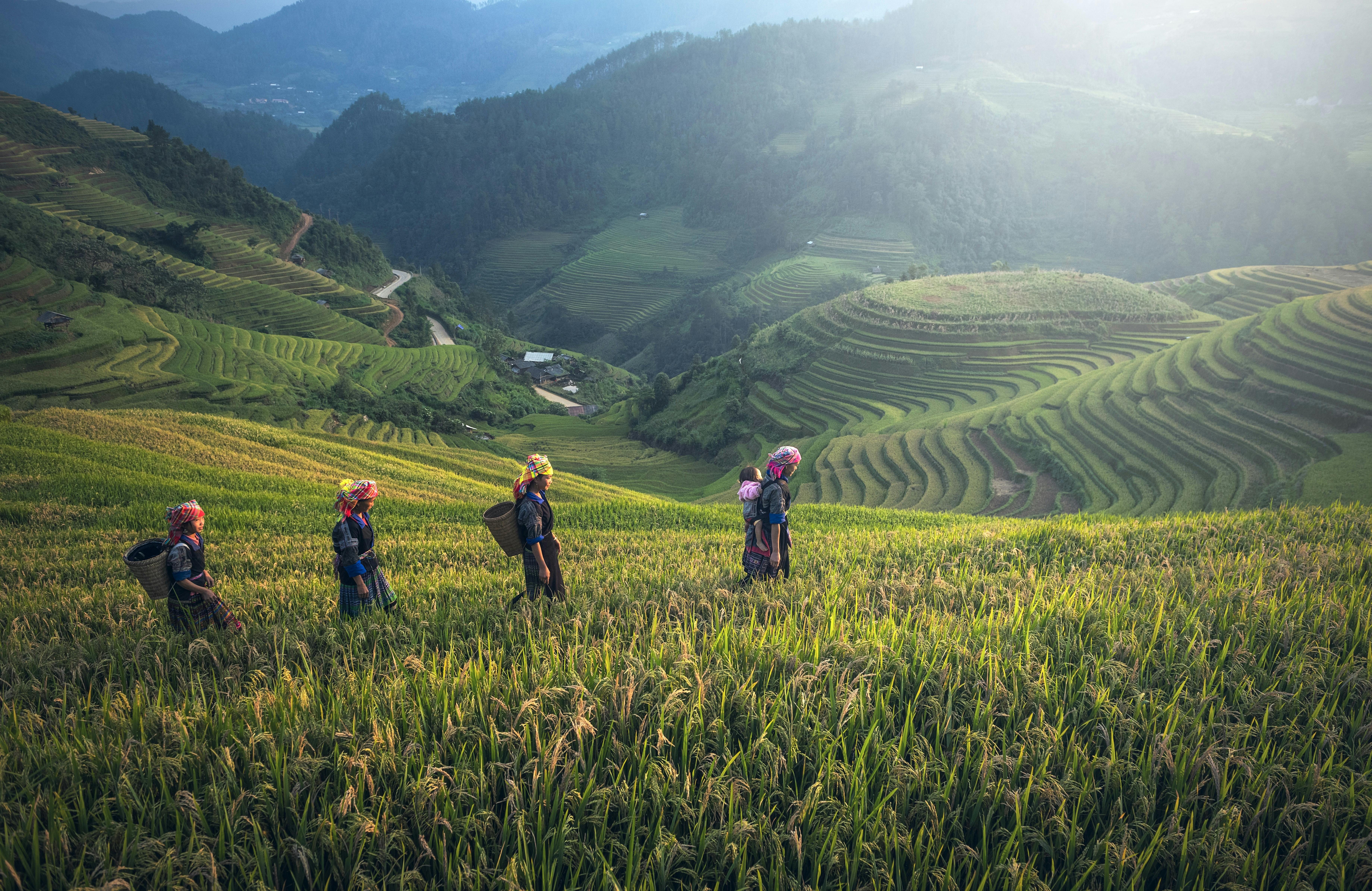 Terrace Trails in Sapa