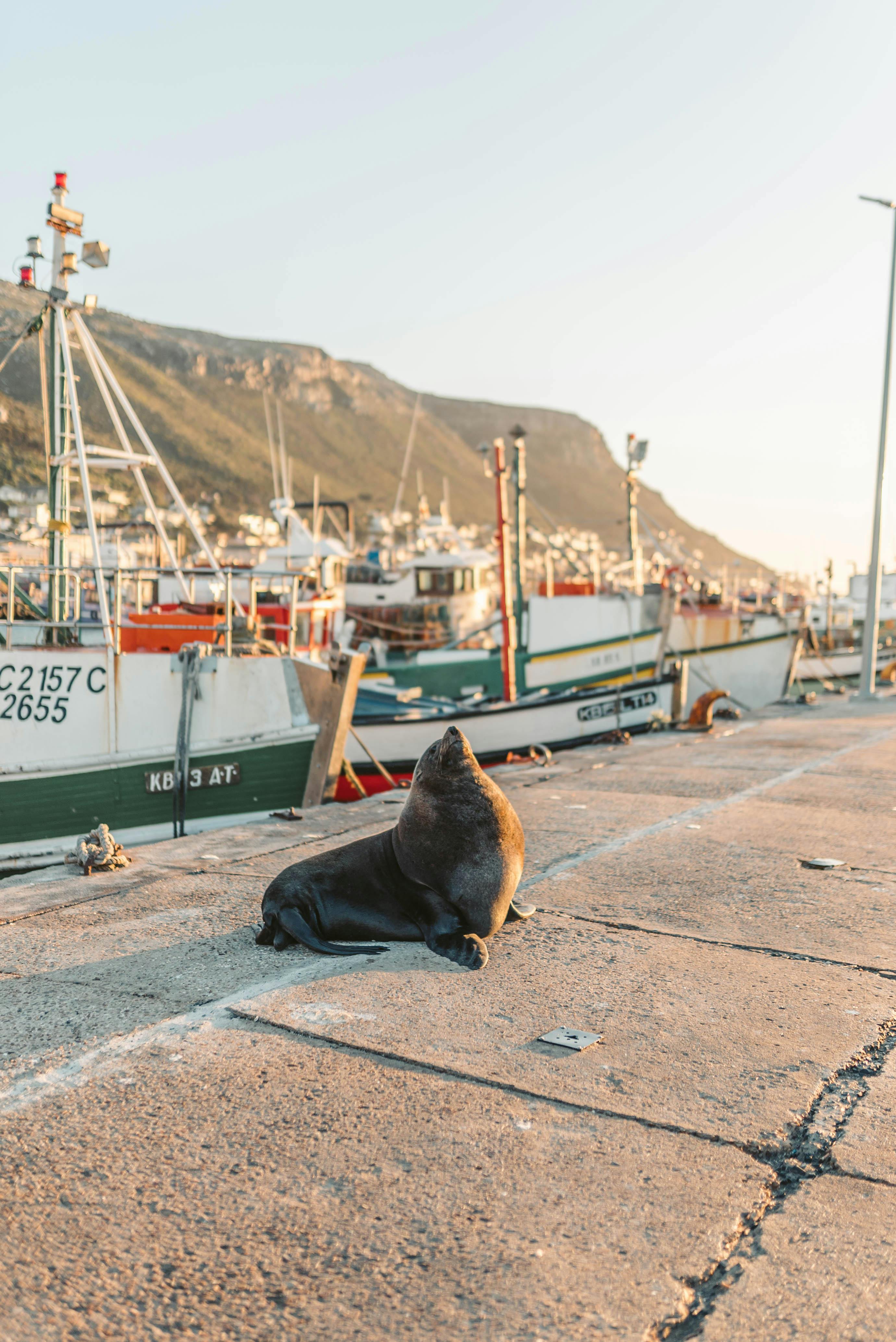 Sea Lions at the Pier