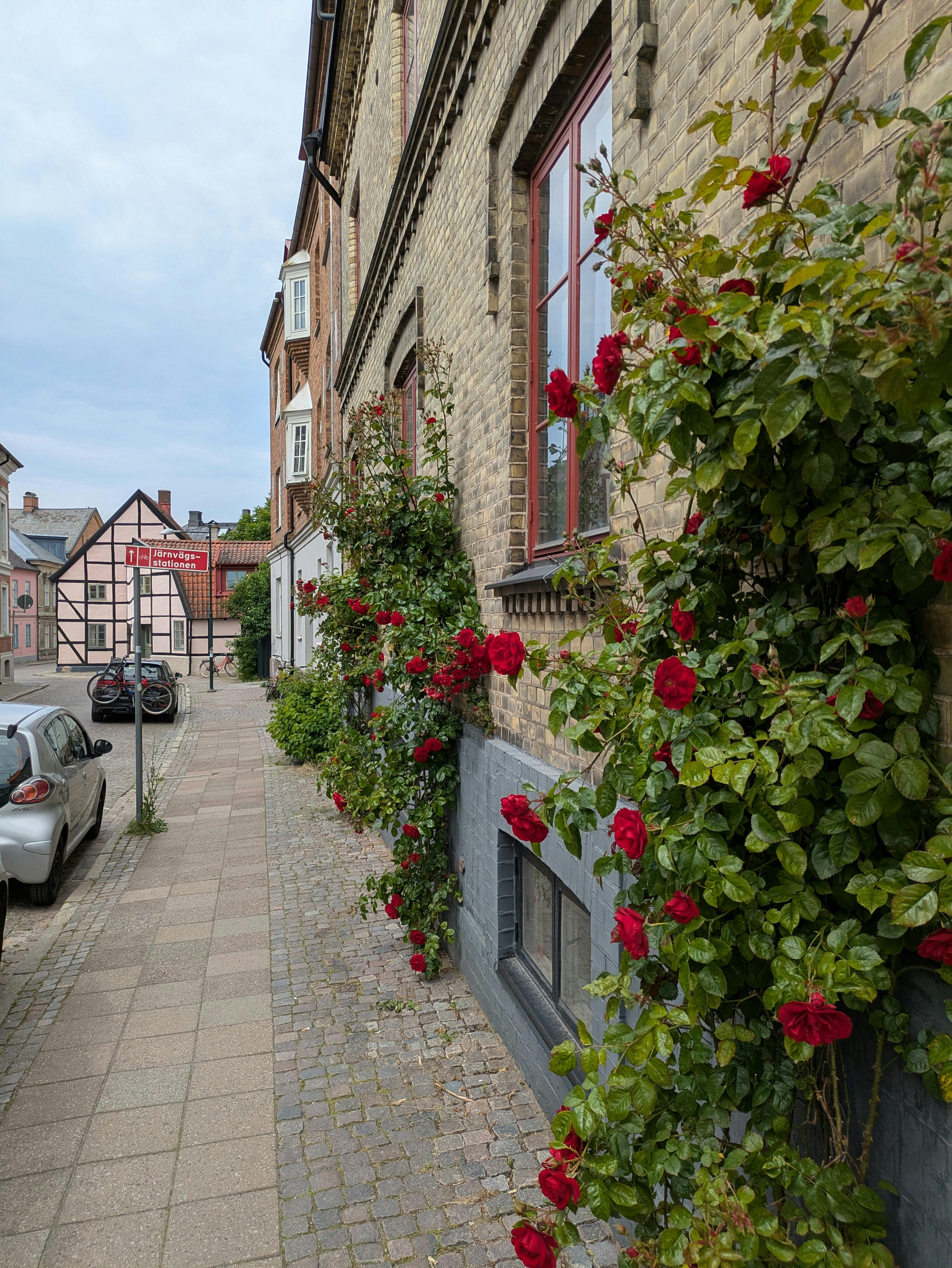 Rose Lanes in Summer